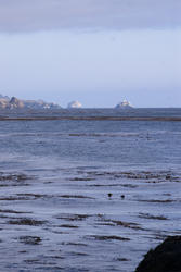 2593-california coast seaweed