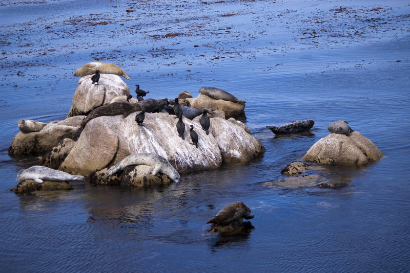grey seals and marine birds on rocks off the pacific coast