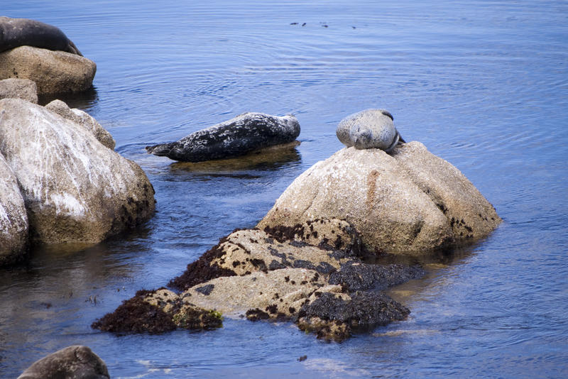 grey seals and elephant seals basking on rocks off the pacific coast