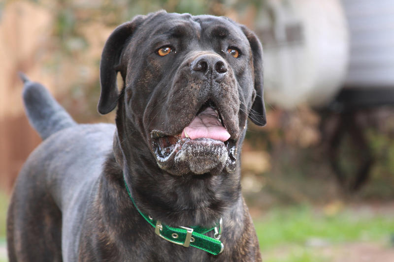 <p>Purebred Cane Corso Italian Mastiff. Beautiful dog. Pedigree Female Mastiff</p>