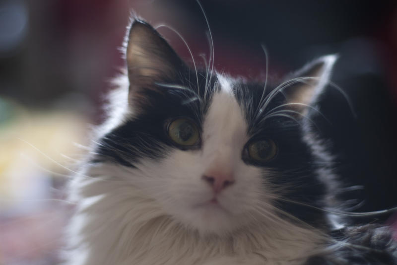 a cute black and white cat