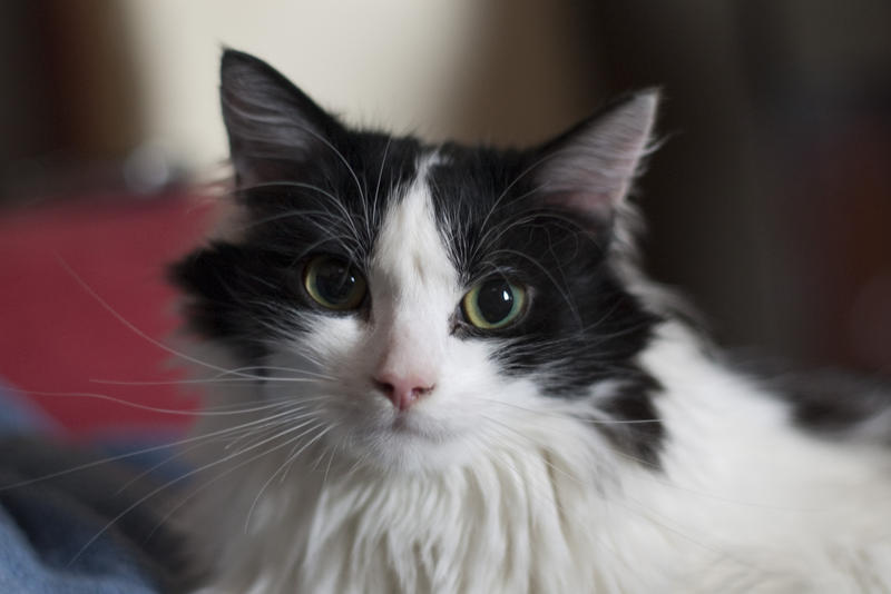 looking at a cute black and white cat