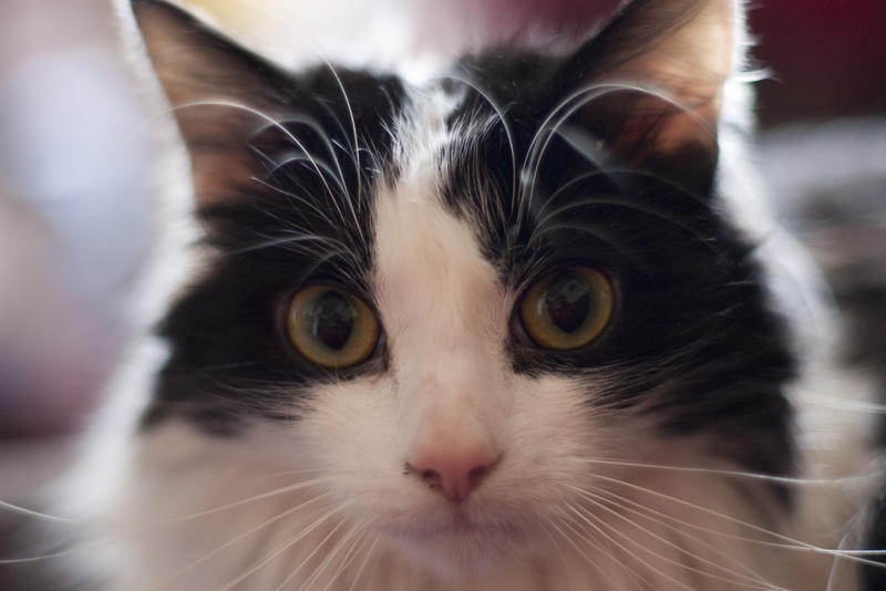 a cute cat close up with eyes wide open