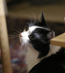 2855-cute cat wiskers