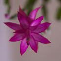 2839-christmas cactus