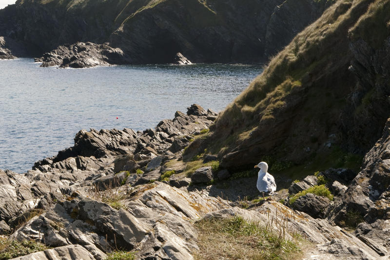 a sea gull looking out to sea from the rocky cornwall coastline