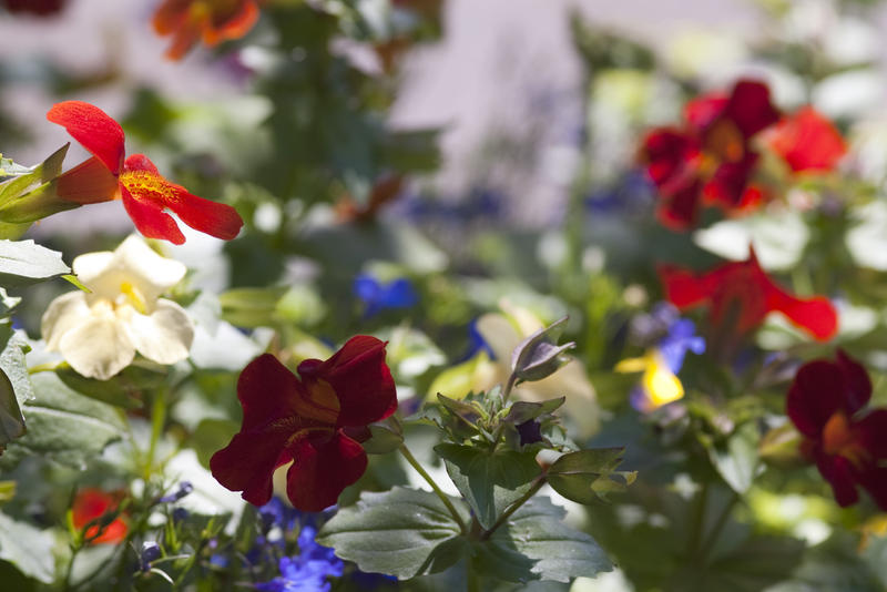 colourful bedding flowers in a cottage garden flower bed