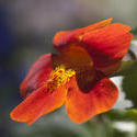 2842-red country garden flower