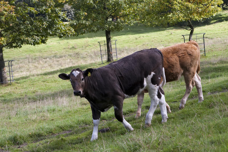 two cows on a country estate