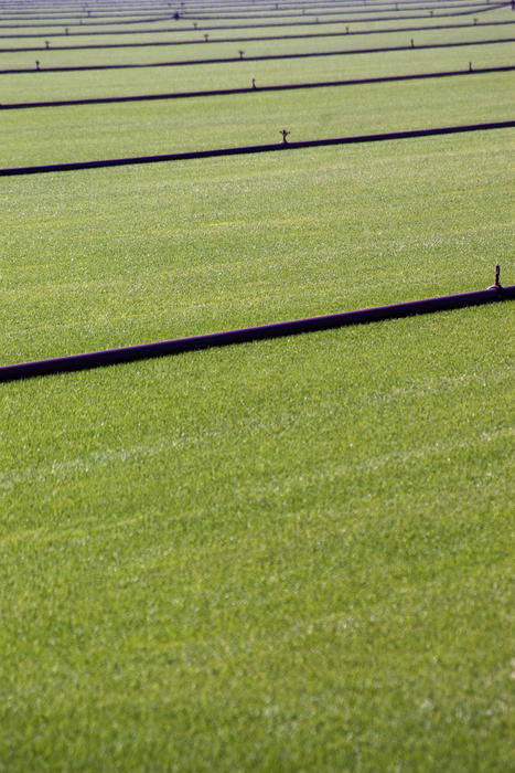 lines of irrigation pipes water a field of crops