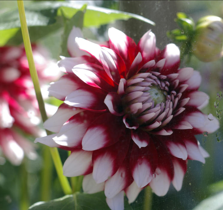 a maroon coloured dahlia flower