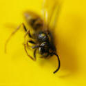 stock image 2182-dead wasp