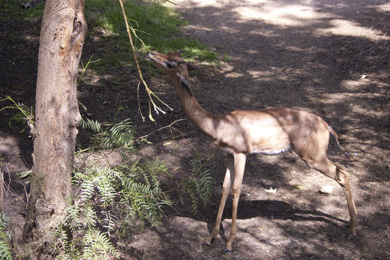 a deer feeding on tree leaves