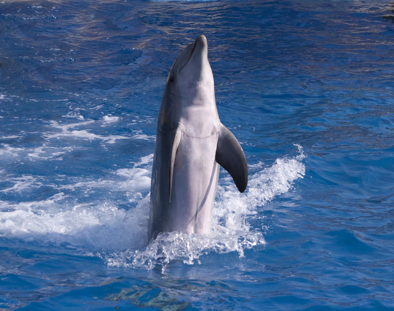 a dolphin performing tricks by jumping out of the water