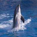 2216-jumping dolphin 2216-jumping dolphin