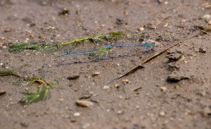 a pair of vivid blue and green coloured dragonflies