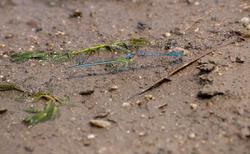 2808-blue green dragon fly