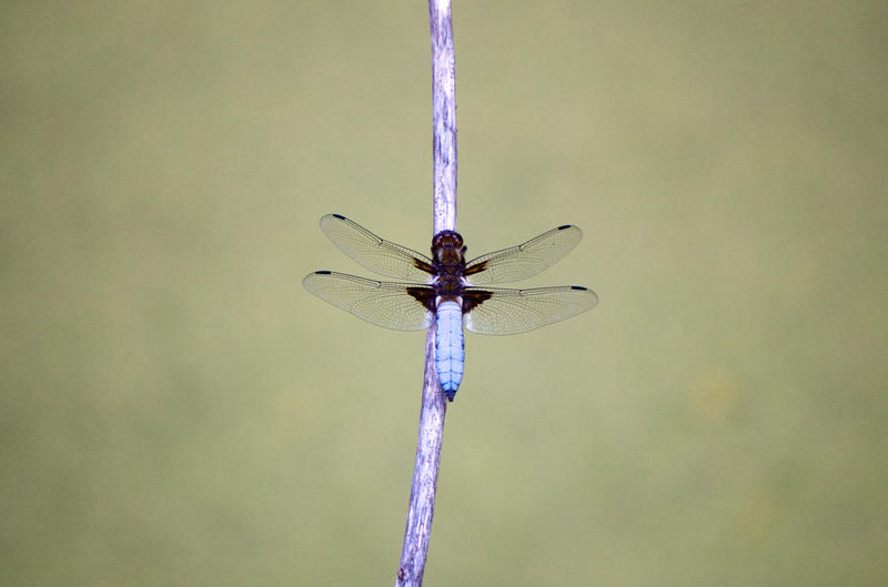 close up on the beautiful wing structure of a dragon fly