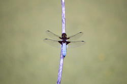 2809-blue dragon fly