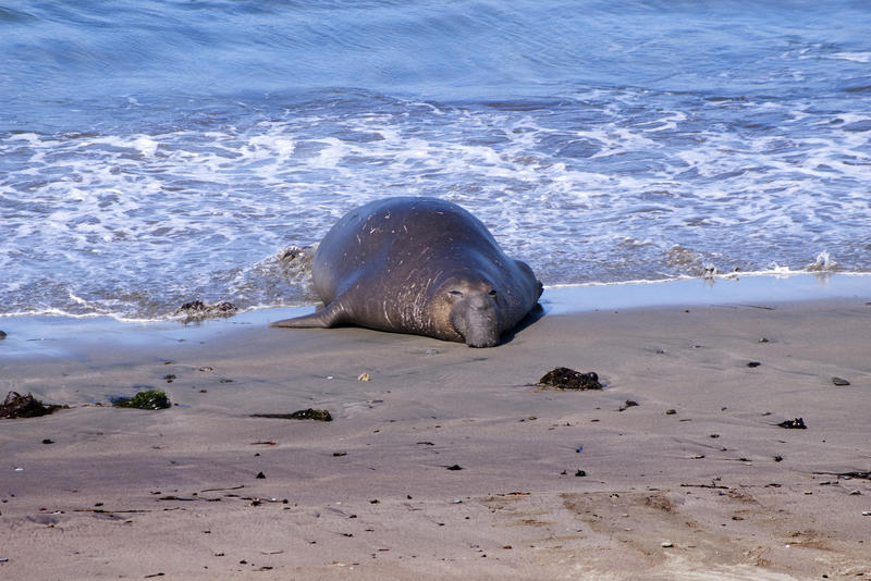 an elephant seal emerging from the water onto a sandy beach