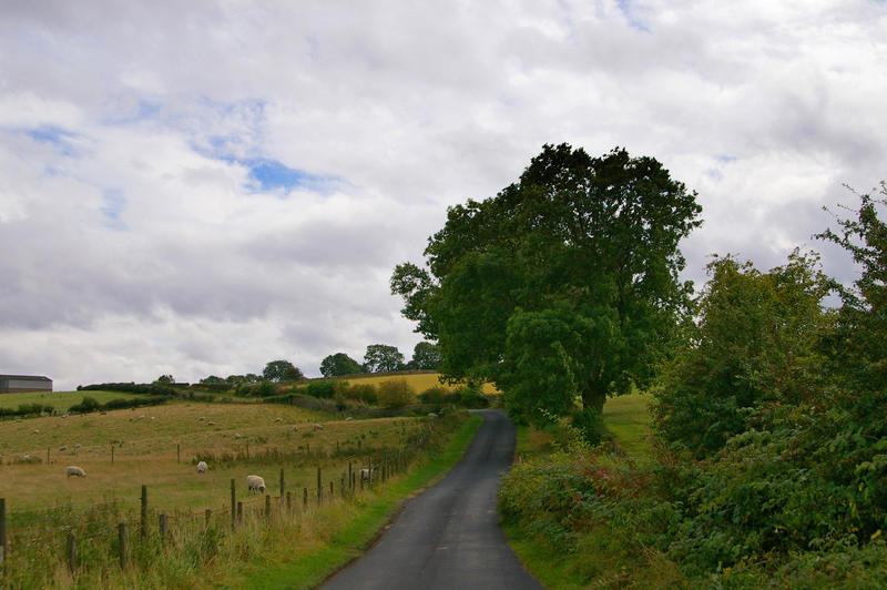 a view of the english countryside, narrow rural lanes running through fields of sheep