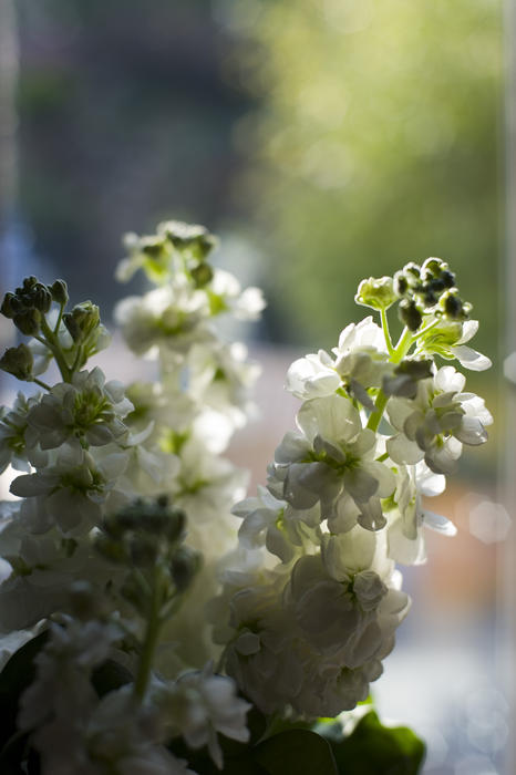 narrow depth of field image of a vase of stocks placed on a windowsill