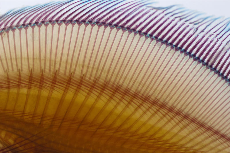 close up on the bony skeleton of a fish