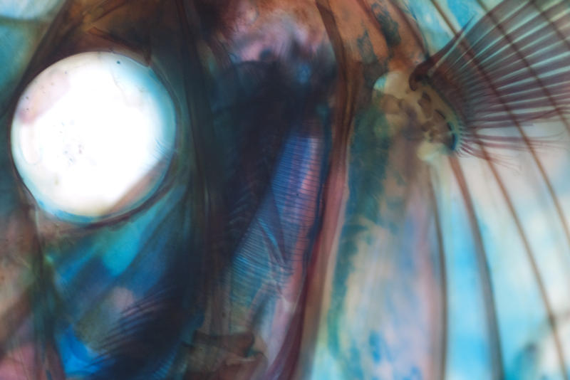 Editorial Use: close up on a stained Fish skeleton at the san francisco academy of sciences