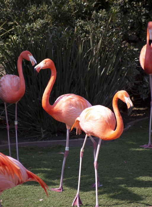 brightly coloured pink flamingos