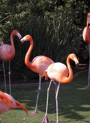 2195-pink flamingo