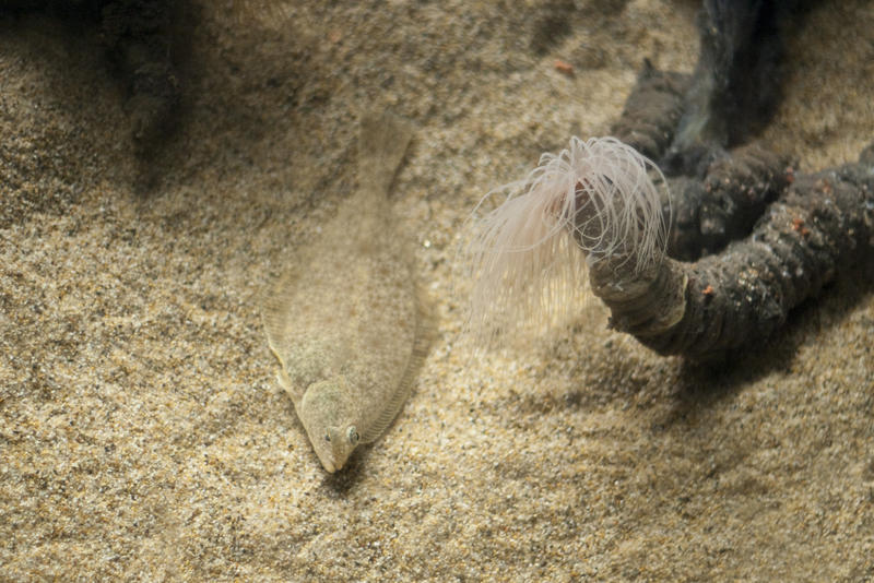 a flat fish hiding in sand at the bottom of an aquarium