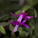 2843-christmas cactus flower