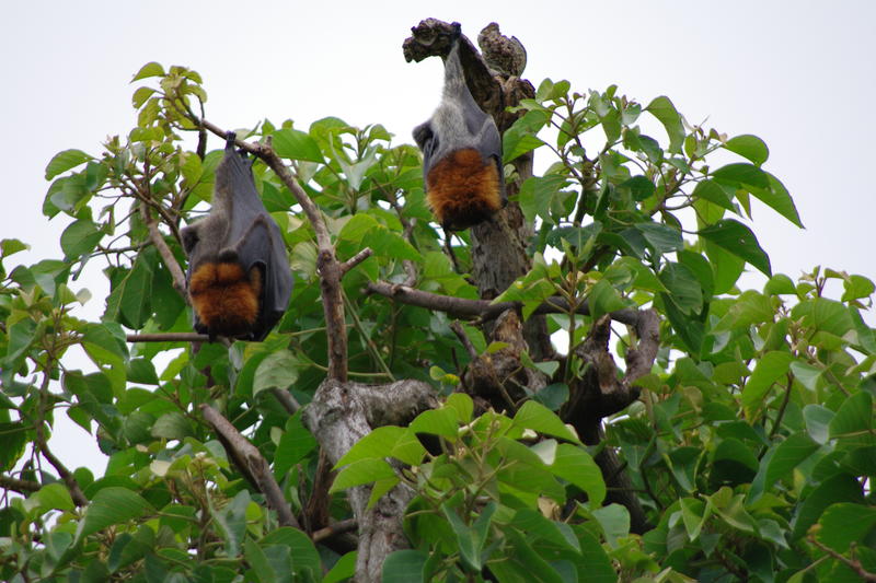 flying foxes (fruit bats) hanging in a tree