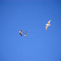 2517-seagulls in flight