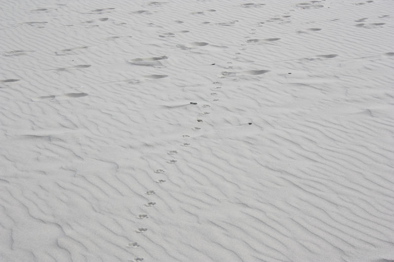 <p>Footsteps on a beach</p>