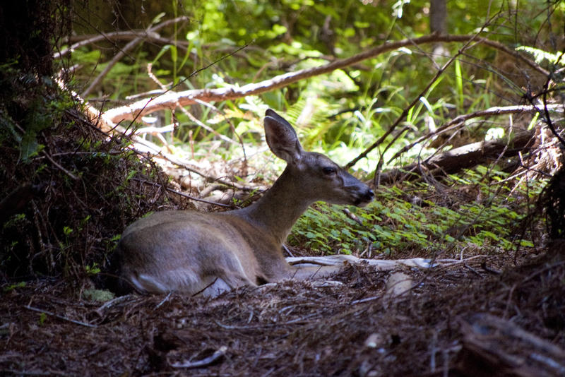 a deer fawn resting in a shady spot in a forest