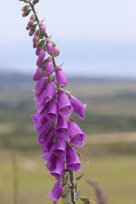 Digitalis a flowering foxglove head 