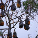 2219-flying foxes