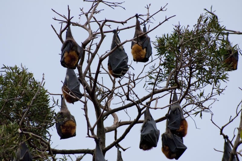 2220-roosting fruitbats