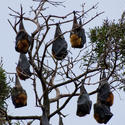 2220-roosting fruitbats