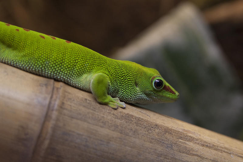 a vibrant green gecko sitting on a bamboo cane