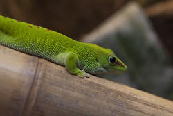 2221-green gecko
