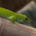 2221-green gecko