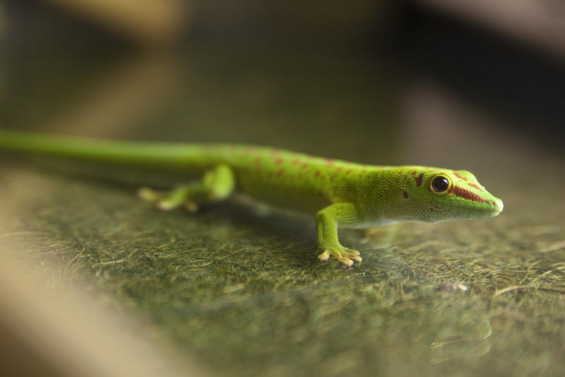 a vibrant green gecko sitting on table top