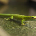2222-green gecko