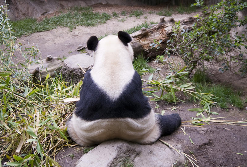 the back of a shy panda sat in a zoo encosure