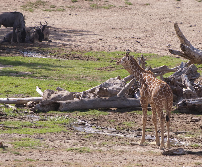 a giraffe and bison in the background