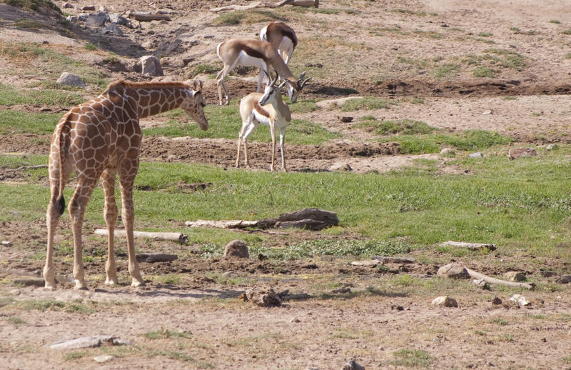 giraffe (Giraffa camelopardalis) and some antelope in the background