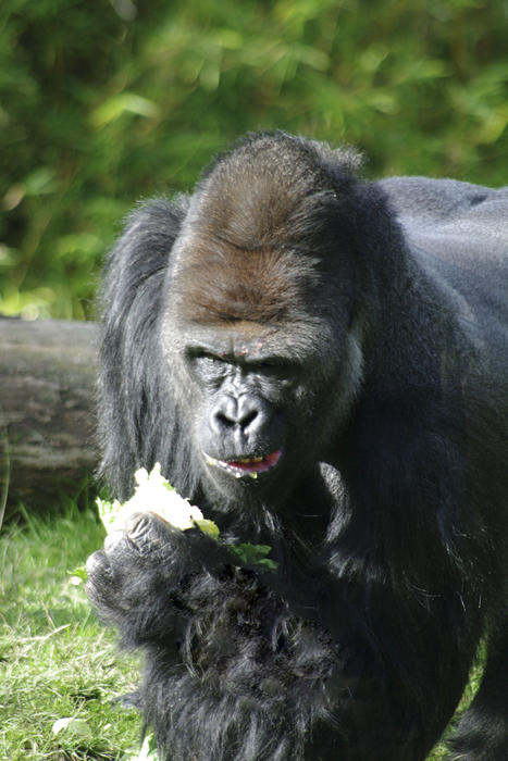 a silverback gorilla feeding, the largest of the primates