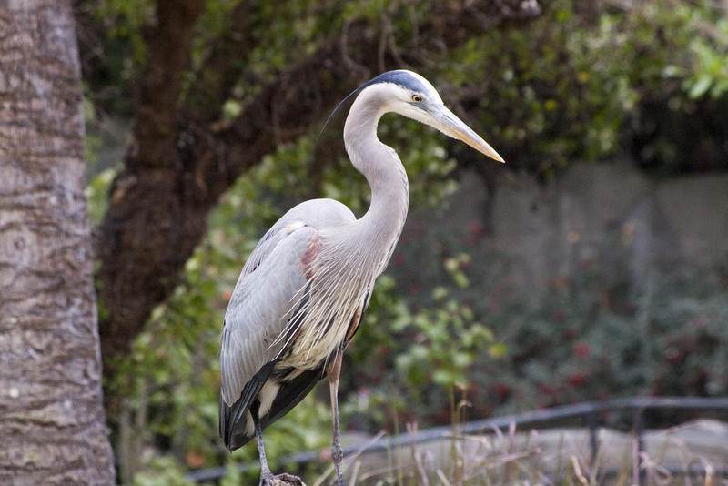 a great blue heron standing by the side of a pond